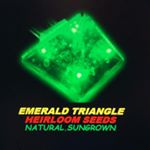 Profile Picture of Emerald Triangle Heirloom Seed (@emeraldtriangleheirloomseeds) on Instagram