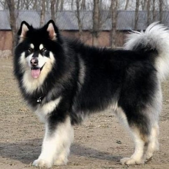 Profile Picture of Benjamin Stevens (@samualbeverlyn6) on Poshmark