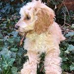 Profile Picture of Baxter Hill (@cockapoo_baxter.hill) on Instagram