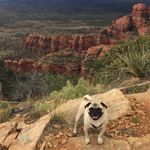 Profile Picture of Peterson Wade Wiggins (@wiggins_the_pug) on Instagram