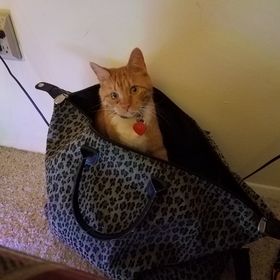 Profile Picture of Joshua Rammelsberg (@blazingblade84) on Pinterest