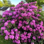 Iris Scott - Facebook Profile Picture of Iris Scott (@Iris-Scott) on Facebook