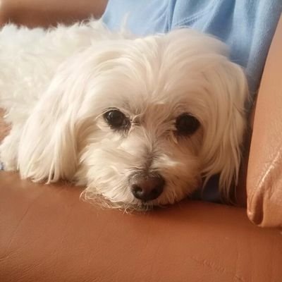 Profile Picture of ShelleyDaly (@ShelleyDaly) on Twitter