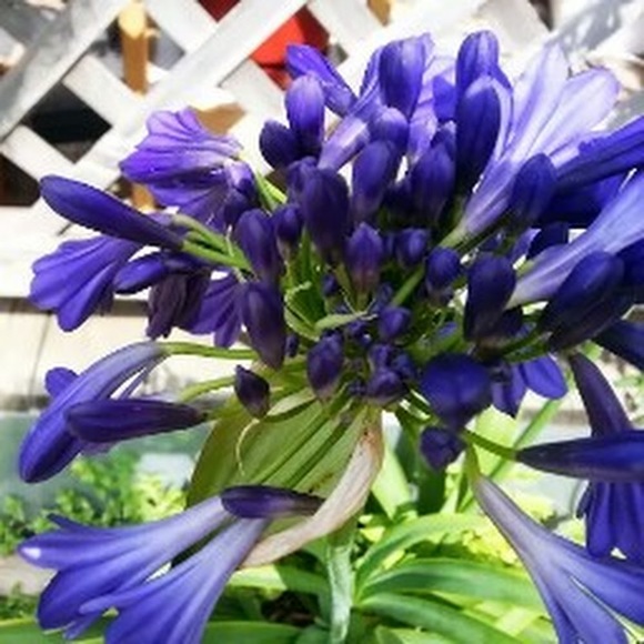 Profile Picture of Lesley Gresham (@lesleygresham) on Poshmark