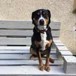 Profile Picture of Appenzeller Sennenhund (Mayla) (@maylathedoggo) on Instagram