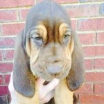 Profile Picture of Brian Wilbanks (@grant_mtn_bloodhounds_) on Instagram