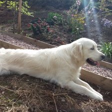 Profile Picture of Richard Mackintosh (@RichardMackint1) on Twitter