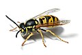 Profile Picture of Vespula germanicaon Wikipedia