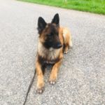 Profile Picture of Ivan Walker (@k9_pitts) on Instagram