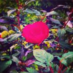 Profile Picture of Joshua Rowe (@joshua_rowe11) on Instagram