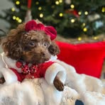 Profile Picture of Janet Sheffield (@janet.sheffield.148) on Facebook