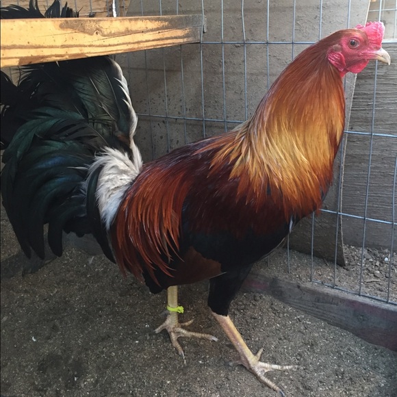 Profile Picture of Jesus Romo (@jesuselgallero) on Poshmark