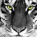 Марк Дешевич - Facebook Profile Picture of Марк Дешевич (@&) on Facebook