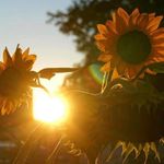 Profile Picture of Steph Heinzmann (@sahneki) on Instagram