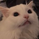 Profile Picture of Jason Beelaerts (@jasonbeelaerts) on Instagram