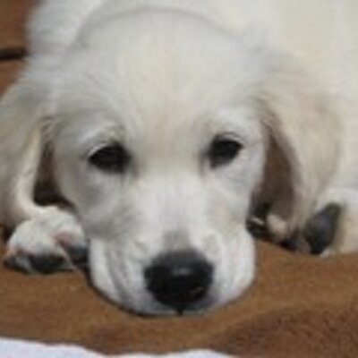 Profile Picture of Alexander Malik (@malugge) on Twitter