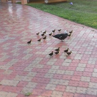 Profile Picture of Fiona Lin (@fionalin187) on Twitter