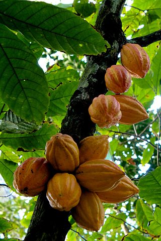 Profile Picture of Theobroma cacaoon Wikipedia