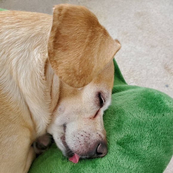 Profile Picture of Sarajane Hawkins (@sjhawkins) on Poshmark