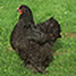 Profile Picture of Beth Isenberg (@mrs ronbo) on Flickr