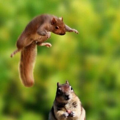 Profile Picture of David Casson (@reptiplius) on Twitter