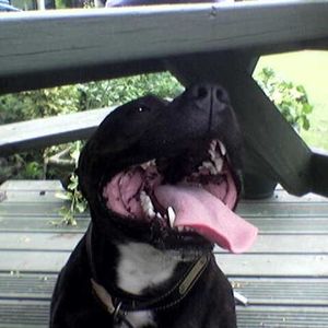 Profile Picture of Scott Howarth (@bigdaddyuk06) on Myspace
