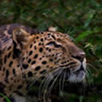 Profile Picture of Prince Adu (@prince-adu-18) on Quora