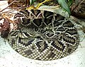 Profile Picture of List of fatal snake bites in the United Stateson Wikipedia