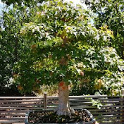 Profile Picture of Brandon Malone (@BonusBalla4Life) on Youtube