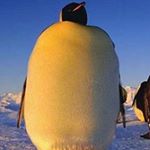 Profile Picture of James E. Patton (@shamissalol) on Instagram