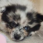 Profile Picture of Miko Tanuki (@miko.tanuki) on Instagram