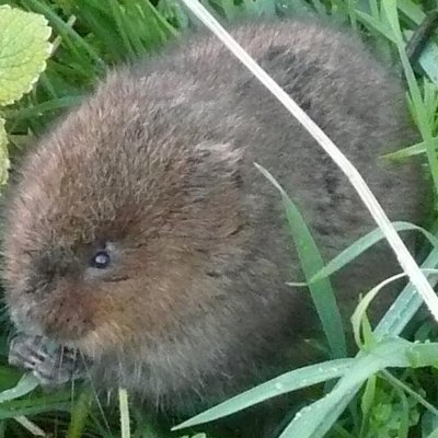 Profile Picture of Peter Hammond (@watervole3) on Twitter