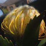 Profile Picture of Damian McDermott (@lawnbloke) on Instagram