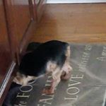 Profile Picture of Hollis Patton (@solarfennec) on Instagram