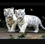 Profile Picture of Julian Cordova (@Julian-Cordova) on Facebook