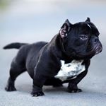 Rico Wenas | Tonny Ty - Instagram Profile Picture of Rico Wenas | Tonny Ty (@levelbullycamp_) on Instagram