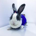 Profile Picture of Marilyn (@coelhinhamarilyn) on Instagram