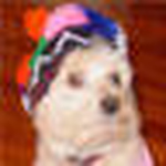 Profile Picture of Steve Pratt (@sandydog) on Flickr