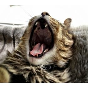 Profile Picture of Michael Carpenter (@carp901) on Pinterest