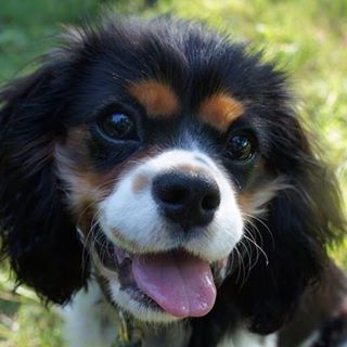 Copper Schmitt - Facebook Profile Picture of Copper Schmitt (@copper.schmitt) on Facebook