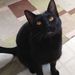 Profile Picture of Richard Dandolo (@richarddandolo) on Pinterest