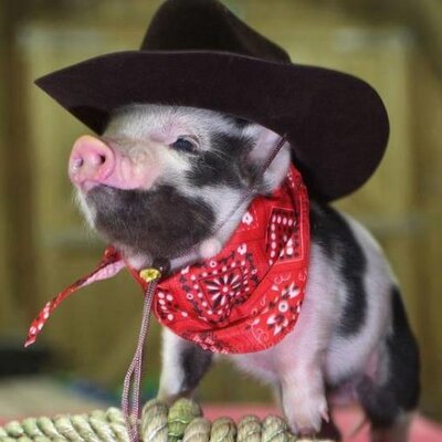 Profile Picture of Vlad Radulescu (@vladradulescu10) on Twitter