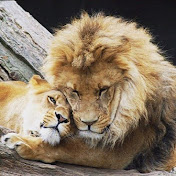 Profile Picture of David Afonso (@AemezegerxXxD) on Youtube