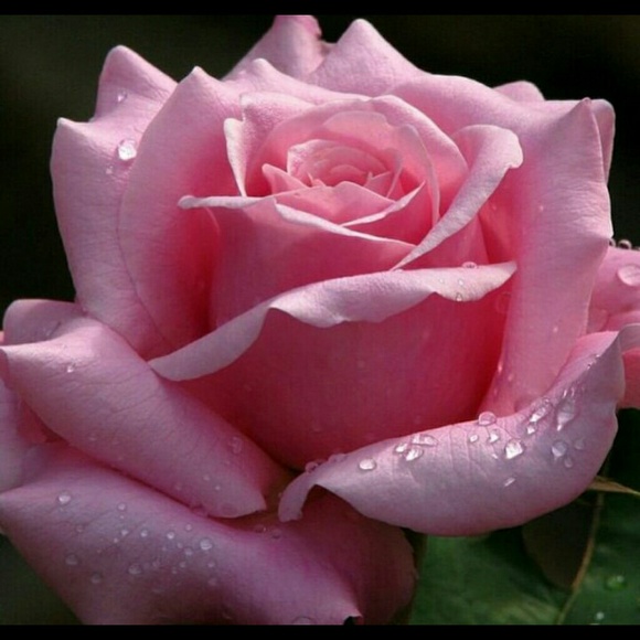 Profile Picture of Maha Abouelela (@maha1966) on Poshmark