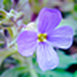 Profile Picture of Lisa Davies (@lisadavies12385) on Flickr