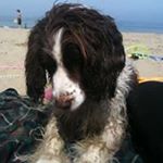 Profile Picture of Mark Gillham (@markyboygrc) on Instagram