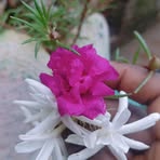 Profile Picture of Puspa Mura (@puspa.mura.2025) on Facebook