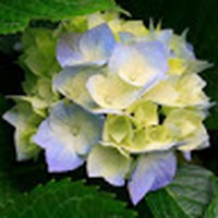 Profile Picture of Tyler Ledet (@tyler-ledet-2) on Quora