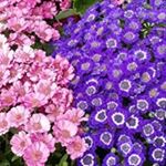 Cindy Cone - Instagram Profile Picture of Cindy Cone (@cindycorn74) on Instagram