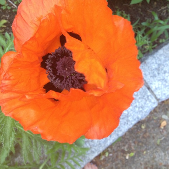 Profile Picture of Kathryn Samonas (@fern_ks) on Poshmark